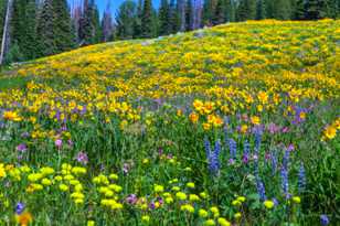 Wildflowers on Dunraven Pass-7669.jpg